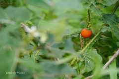 Solanum capsicoides